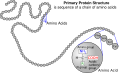Struttura primaria di una proteina
