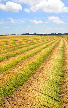 Champ de lin coupé près de Saint-Pierre-en-Port, en Seine-Maritime (Haute-Normandie, France). (définition réelle 3 045 × 4 801)