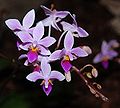 Phalaenopsis equestris