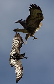 Corneille en vol, les ailes déployées, attaquant pattes les premières un rapace en vol qui se retourne pour voir son adversaire.