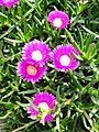 Carpobrotus edulis