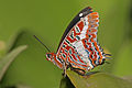 40 Charaxes brutus natalensis (Leafwing butterfly)