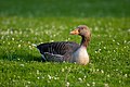 84 Anser anser (Greylag goose)