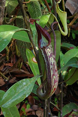 Rusvasis ąsotenis (Nepenthes fusca)