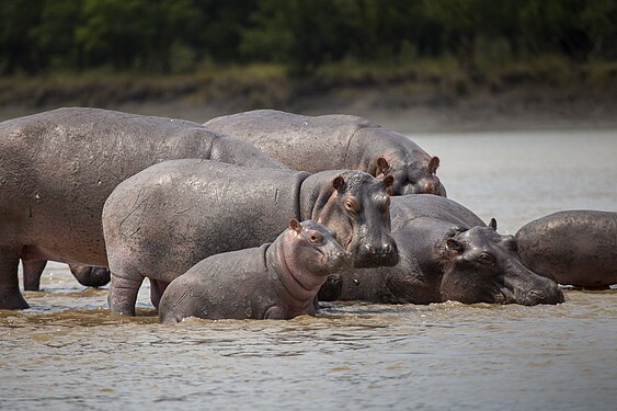 A family of Hippopotamus (H. amphibius) at the Saadani National Park Photograph: Muhammad Mahdi Karim