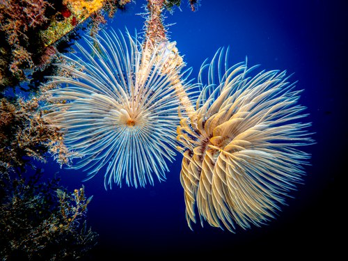 Fanworms (Sabellida). Photograph: Victor Micallef