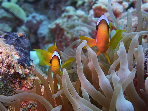 Clown Fish Watching / by User:Magdyhassan9