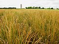 Campo di maturazione di Thinopyrum intermedium presso la fattoria di ricerca del Land Institute a Salina, Kansas