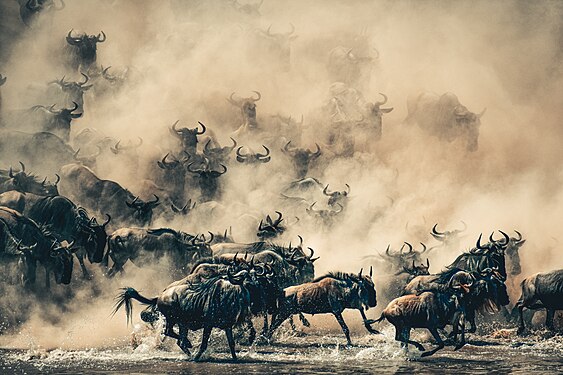 Wildbeest Photograph: Samson Kapinga