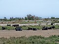 Taureaux de Camargue