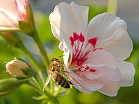 Pcołka na pelargoniji (muškota)