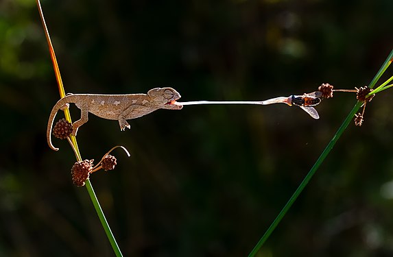 Hunter baby chameleon Photograph: Mkrc85