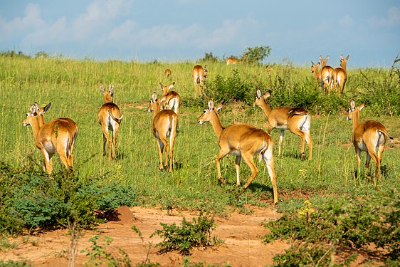 A group of Kob ewes moving through the savannah grassland at Murchison Falls National Park Photograph: User:Timothy Akolamazima