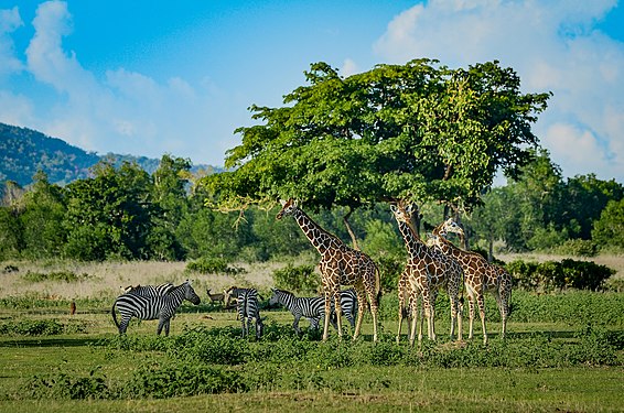 Calauit Island Safari in Palawan is a wildlife sanctuary for mammals like giraffe, zebra and deers. Photograph: Heigen18