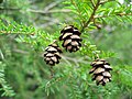 Foliage and cones, Vermont