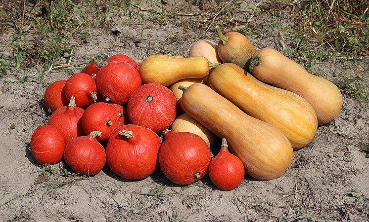 图为成熟的饭瓜（Cucurbita maxima，红色）和中国南瓜（Cucurbita moschata，橙黄色）。摄于乌克兰文尼察區。