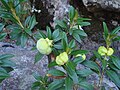 Leaf galls on Rhododendron ferrugineum caused by fungus Exobasidium rhododendri