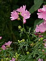 Malva alcea (Rosenmalve)