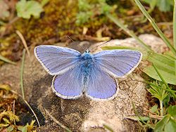 Parastais zilenītis (Polyommatus icarus)