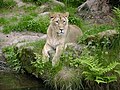 Female Asitic lion i Nürnberger Tiergarten, Germany