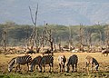 3 Lake Manyara Wildlife