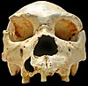 Atapuerca 5 („Miguelón“)