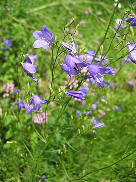 Kissankello (Campanula rotundifolia)