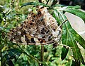 Painted lady, Vanessa cardui