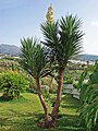 Yucca treculeana