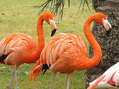 Phoenicopterus