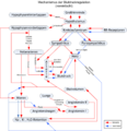 Schema der Blutdruckregulation