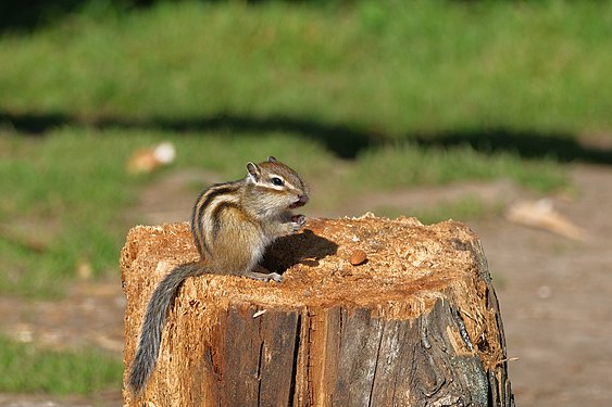 Tamias sibiricus, Katon-Karagay National Park, East Kazakhstan Region author — Stanislav Sergeevich