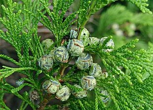 Lawsoncypres (Chamaecyparis lawsoniana).