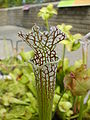 Pitcher plant