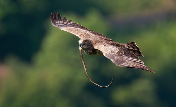 Short-toed snake eagle and its prey Photograph: Lucianocasa