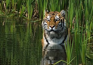 A tiger in the water