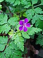 Herb Robert, Geranium robertianum under trees