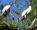 Wood storks on the Smith Canal near Blue Spring