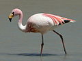 Jamesflamingo (Phoenicoparrus jamesi)