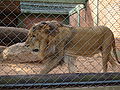 Lion at a zoo in Brazil