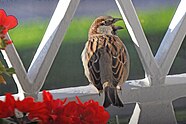 Photo of a singing bird