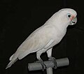 Goffin-kakadu (Cacatua goffini)