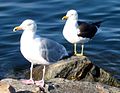 Na dwóch przeciwnych stronach pierścienia znajdują się mewy: srebrzysta (L. argentatus) oraz żółtonoga (L. fuscus)