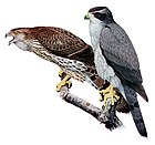 Accipiter gentilis