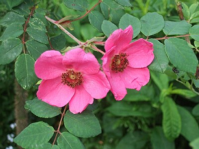 Mandarina rozo (Rosa moyesii)