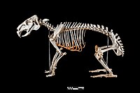 Skeleton of a capybara