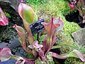 Heliamphora nutans (Pitcher plant)