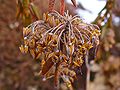 Septicidal dehiscence. The septa between the locules of Ledum palustre capsules split as the fruit opens, and the seeds are released.