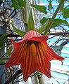 Detail květu kanaríny kanárské (Canarina canariensis)