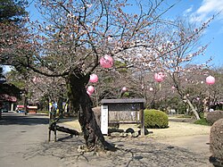 城山公園内部と小山城案内